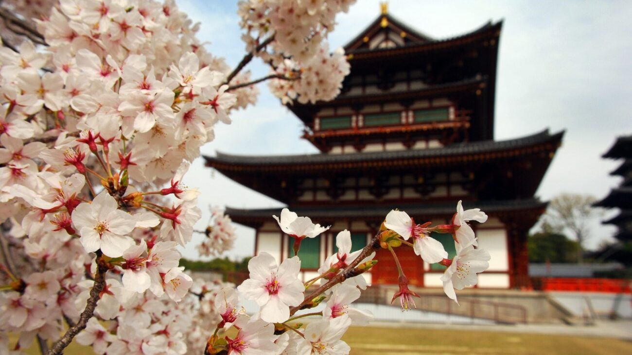 fleur de sakura et milieu japonais